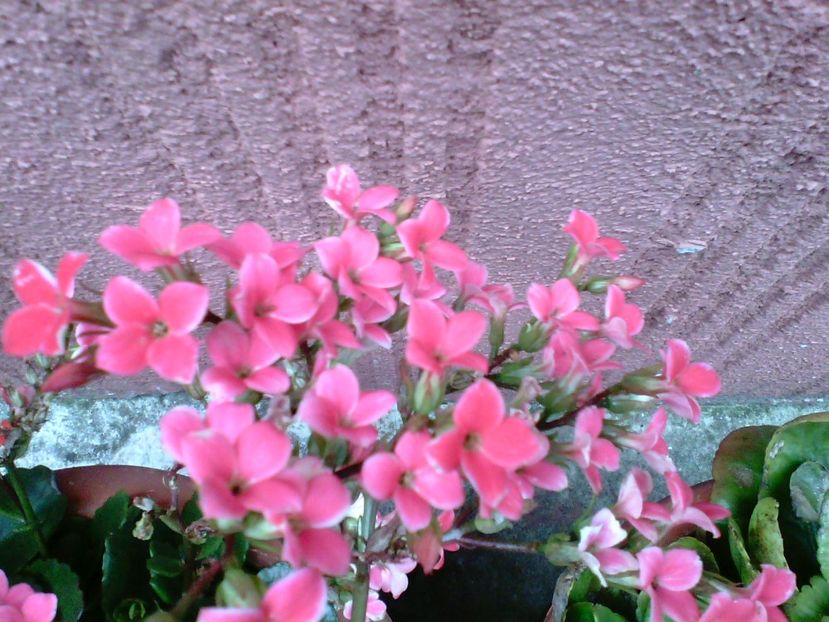  - Kalanchoe blossfeldiana si alte tipuri