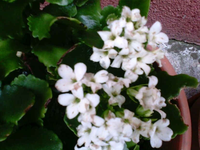  - Kalanchoe blossfeldiana si alte tipuri