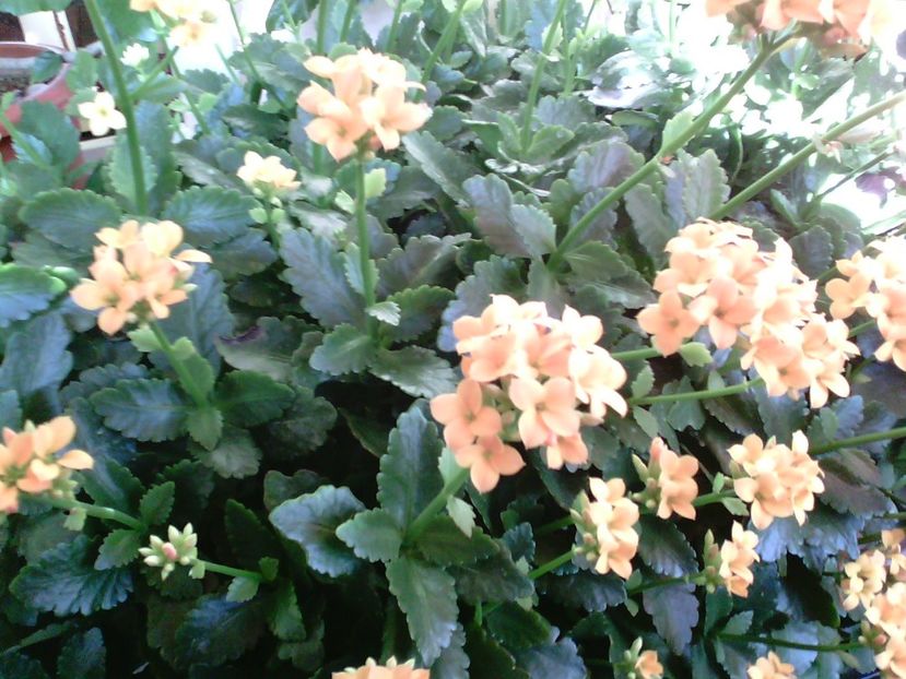  - Kalanchoe blossfeldiana si alte tipuri