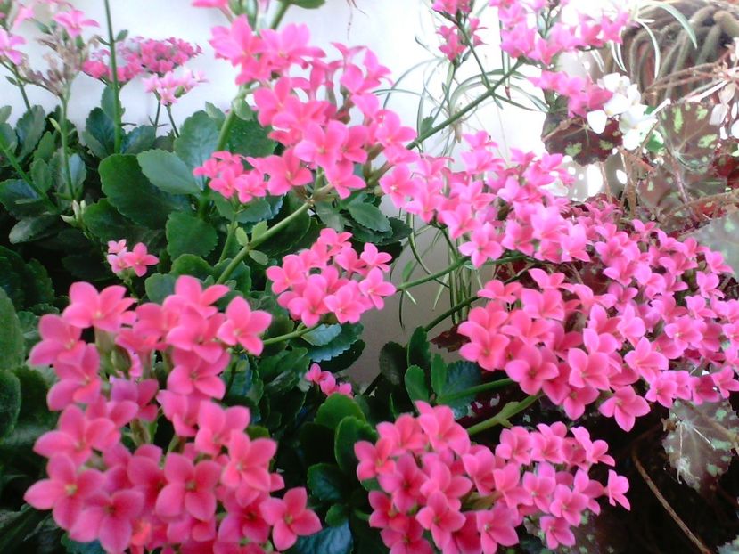  - Kalanchoe blossfeldiana si alte tipuri