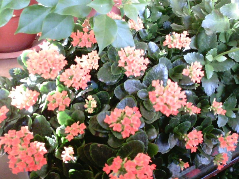  - Kalanchoe blossfeldiana si alte tipuri