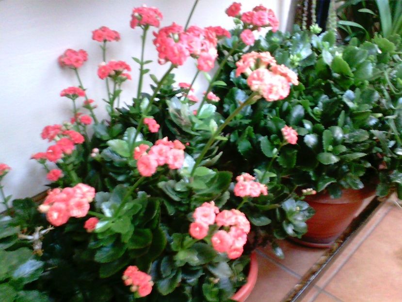  - Kalanchoe blossfeldiana si alte tipuri