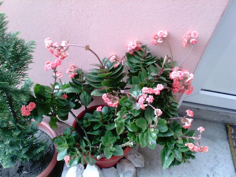  - Kalanchoe blossfeldiana si alte tipuri