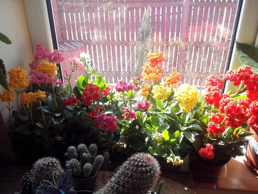  - Kalanchoe blossfeldiana si alte tipuri