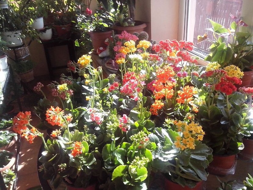  - Kalanchoe blossfeldiana si alte tipuri