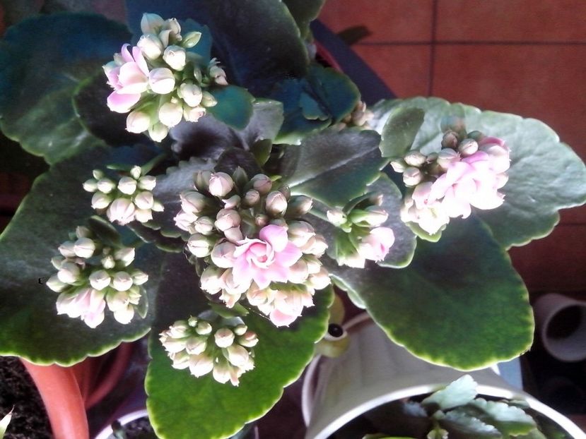  - Kalanchoe blossfeldiana si alte tipuri