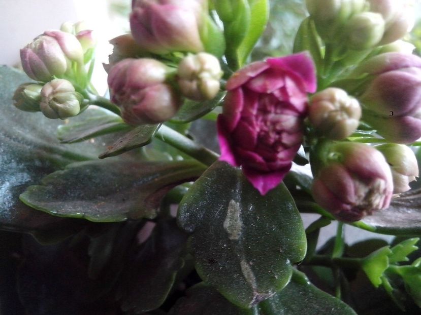  - Kalanchoe blossfeldiana si alte tipuri