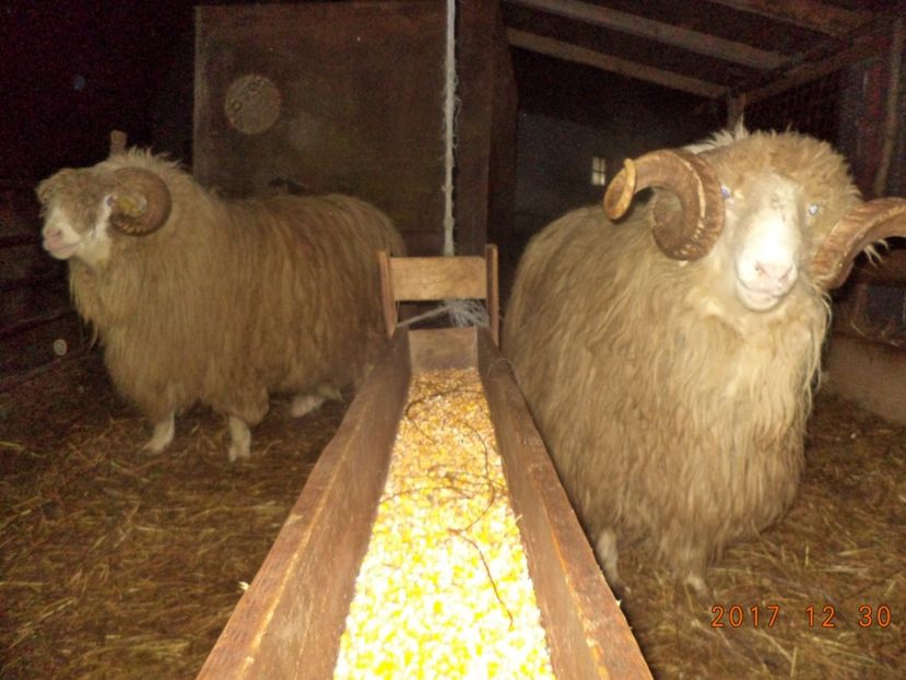  - Berbecuti 2016-2017-2018