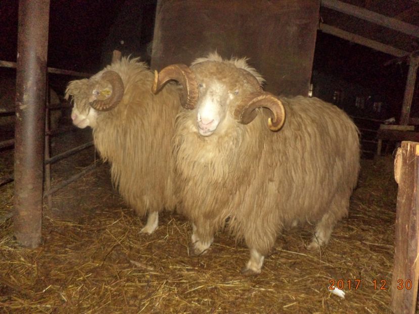  - Berbecuti 2016-2017-2018