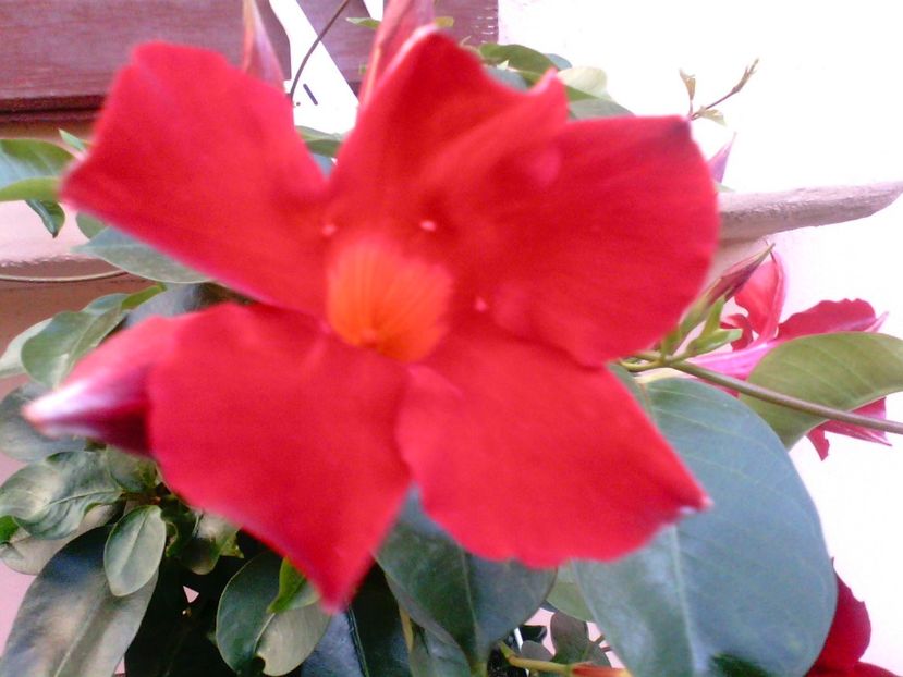  - Dipladenia-Allamanda