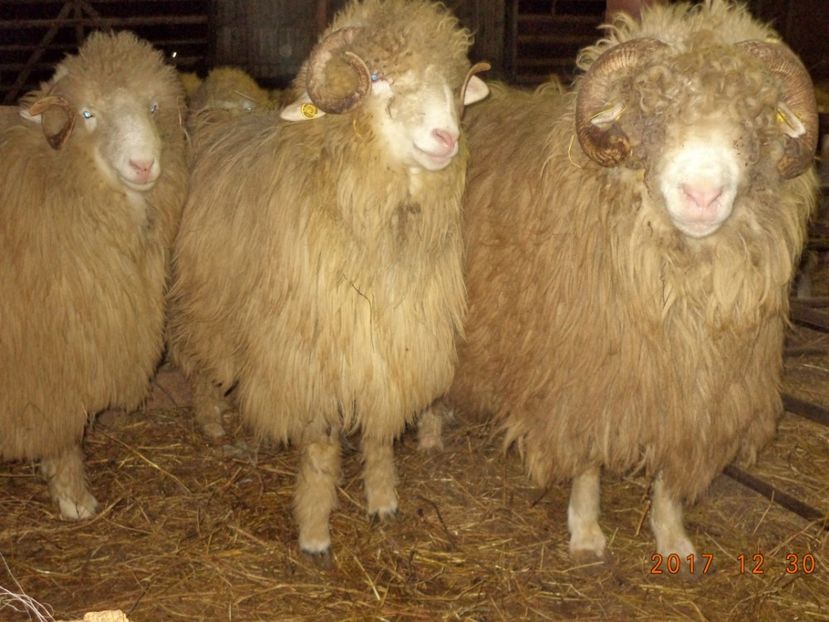  - Berbecuti 2016-2017-2018