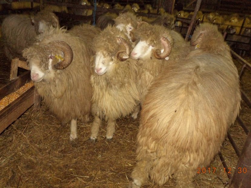  - Berbecuti 2016-2017-2018