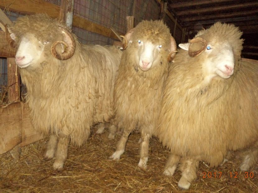  - Berbecuti 2016-2017-2018