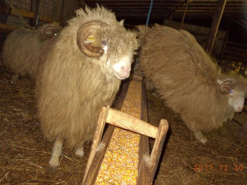  - Berbecuti 2016-2017-2018