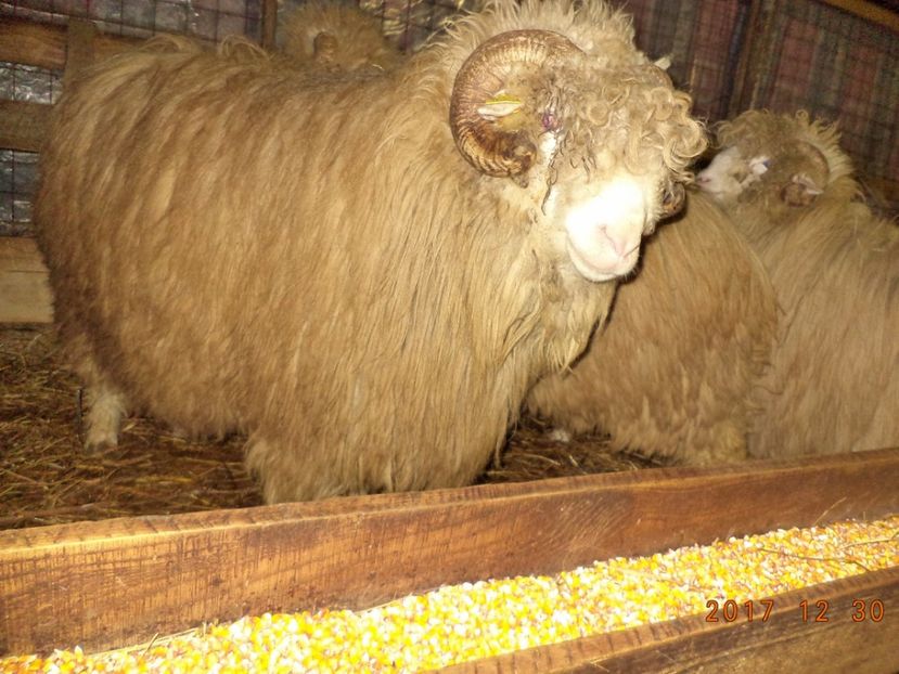  - Berbecuti 2016-2017-2018