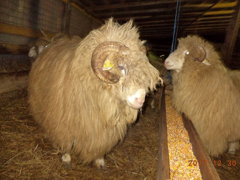  - Berbecuti 2016-2017-2018