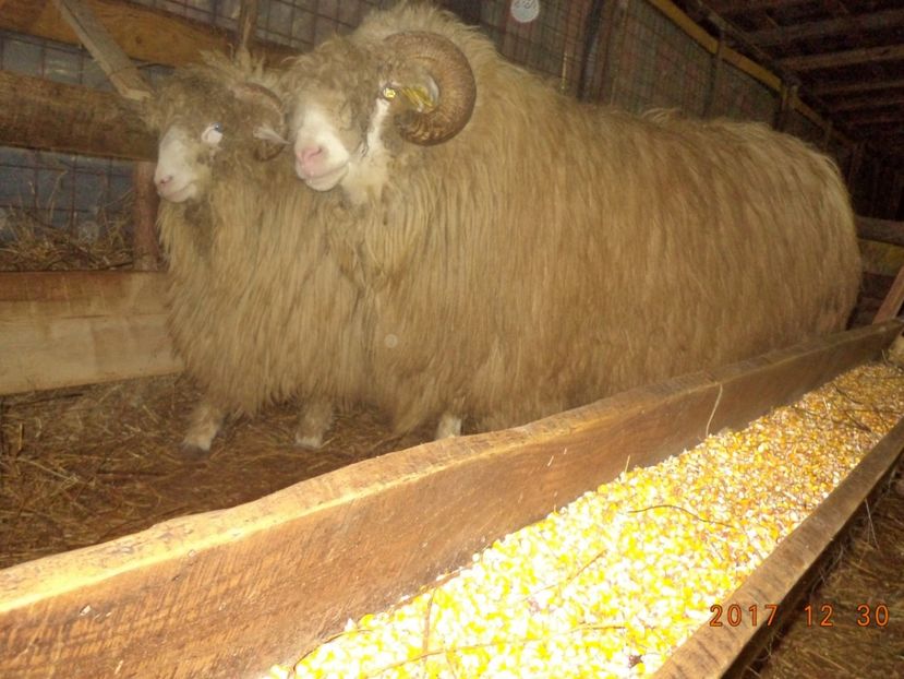  - Berbecuti 2016-2017-2018