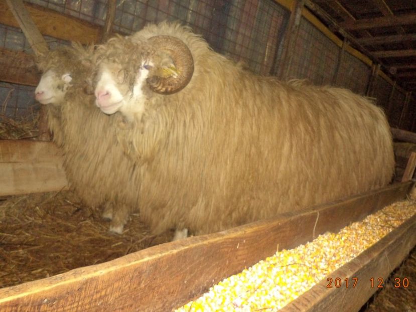  - Berbecuti 2016-2017-2018