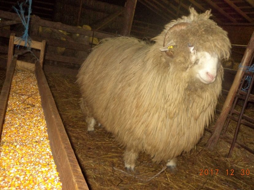  - Berbecuti 2016-2017-2018