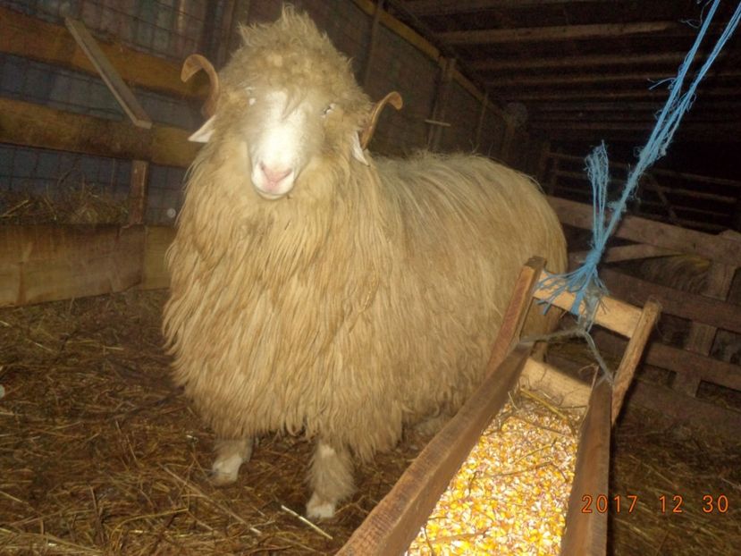  - Berbecuti 2016-2017-2018