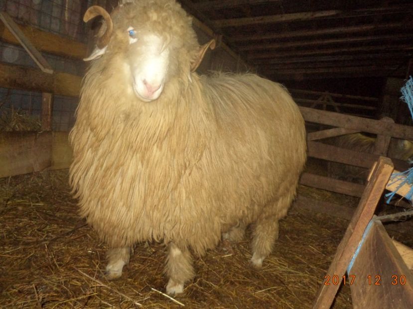  - Berbecuti 2016-2017-2018