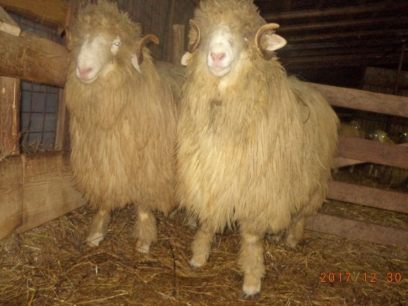  - Berbecuti 2016-2017-2018