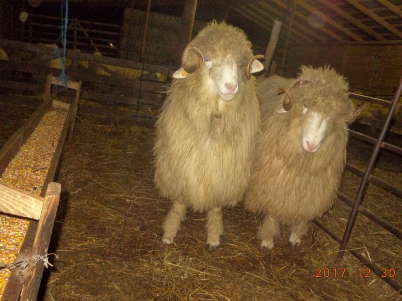  - Berbecuti 2016-2017-2018