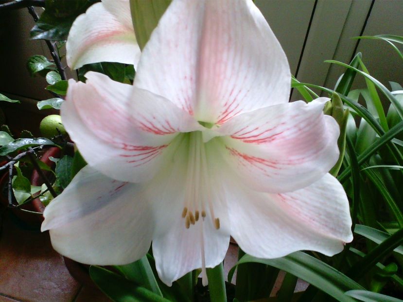 Amaryllis - Crini