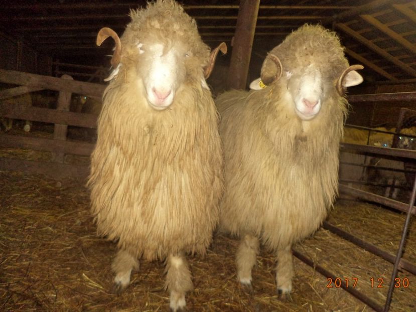  - Berbecuti 2016-2017-2018