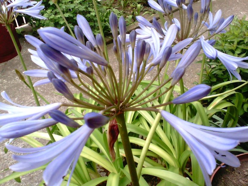 AgapanthusUmbellathusBlue-CrinAfrican - Crini