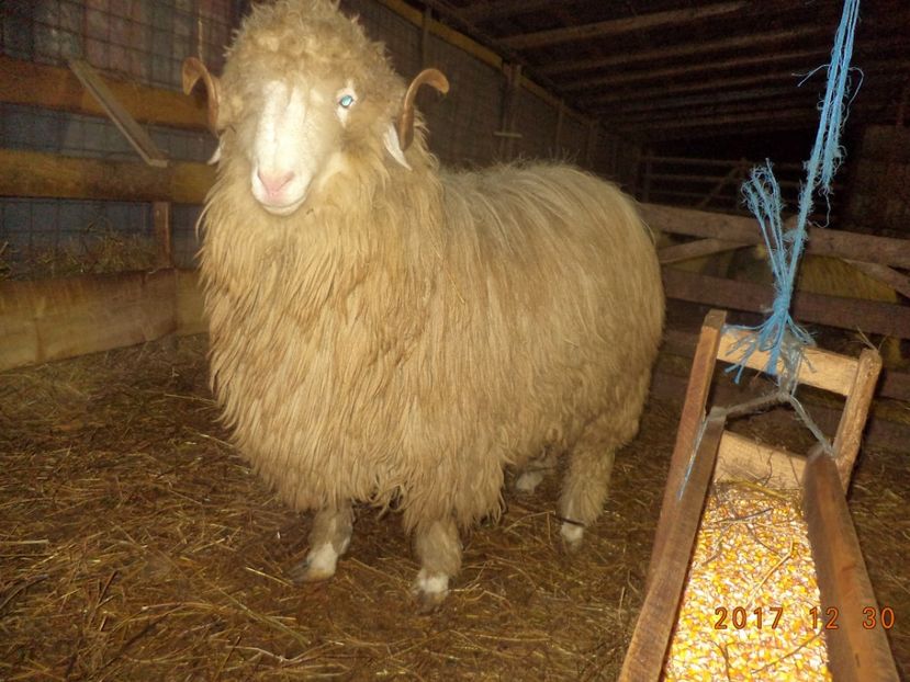  - Berbecuti 2016-2017-2018