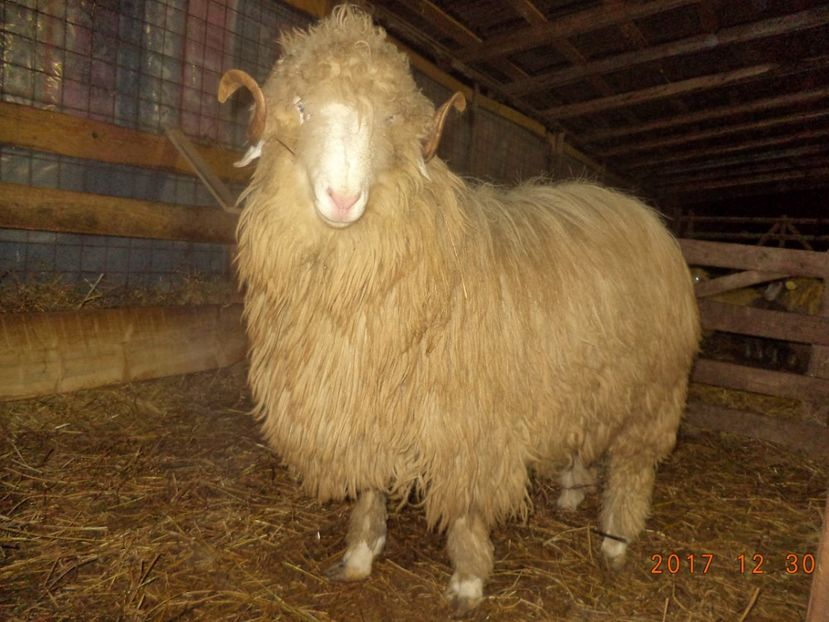  - Berbecuti 2016-2017-2018