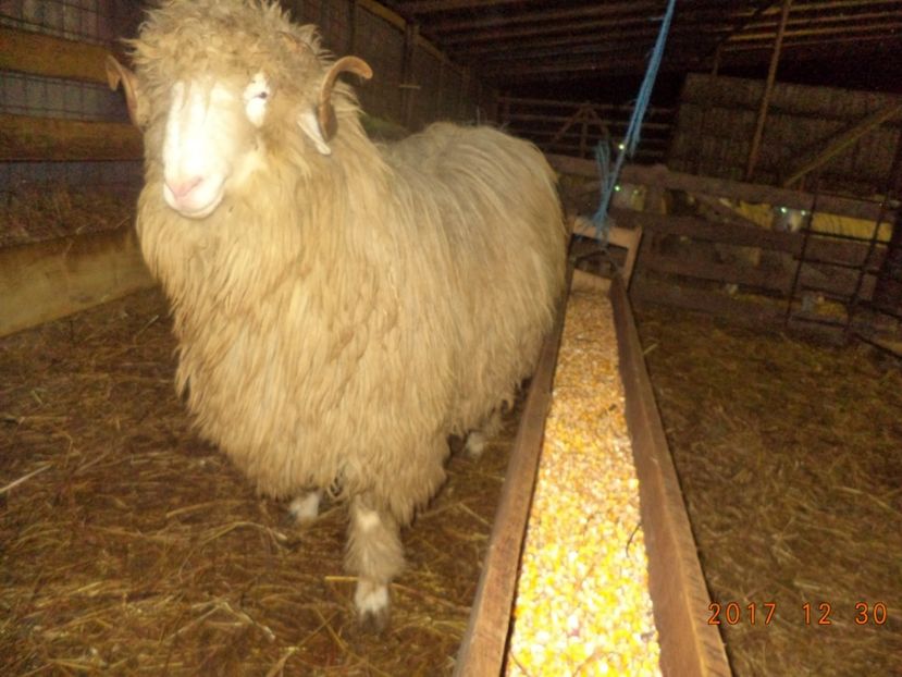  - Berbecuti 2016-2017-2018