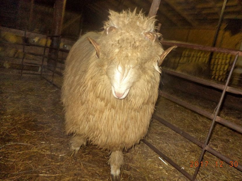  - Berbecuti 2016-2017-2018