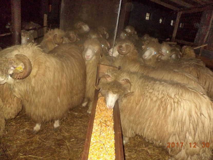  - Berbecuti 2016-2017-2018