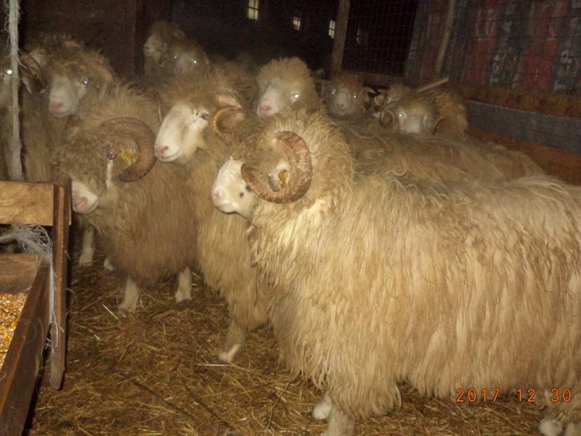  - Berbecuti 2016-2017-2018