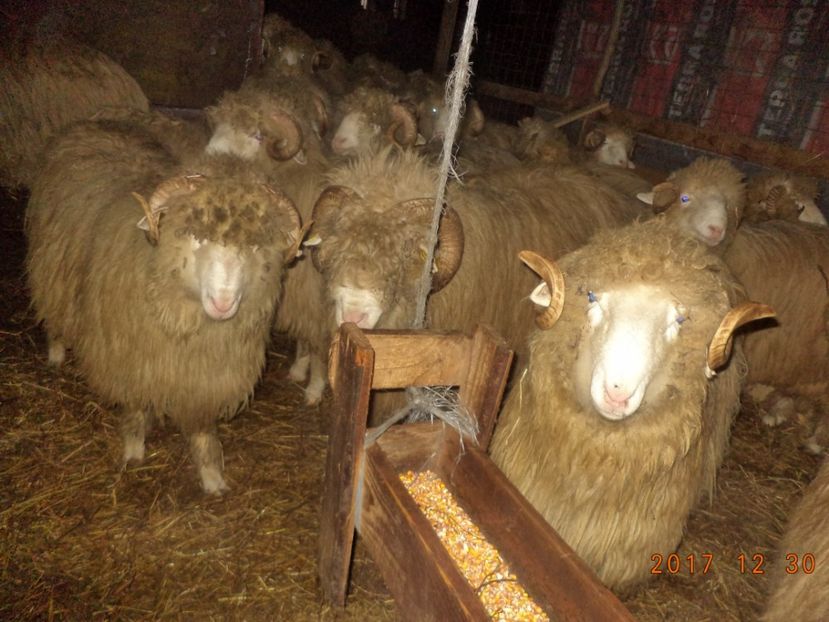  - Berbecuti 2016-2017-2018