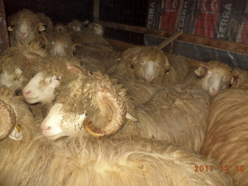  - Berbecuti 2016-2017-2018