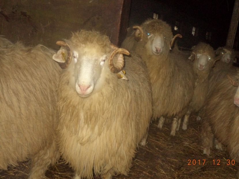  - Berbecuti 2016-2017-2018