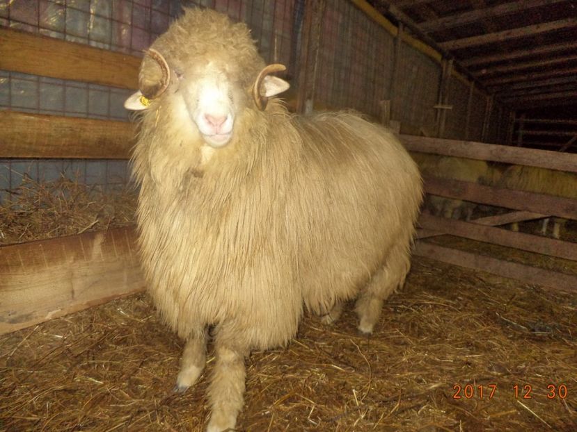  - Berbecuti 2016-2017-2018