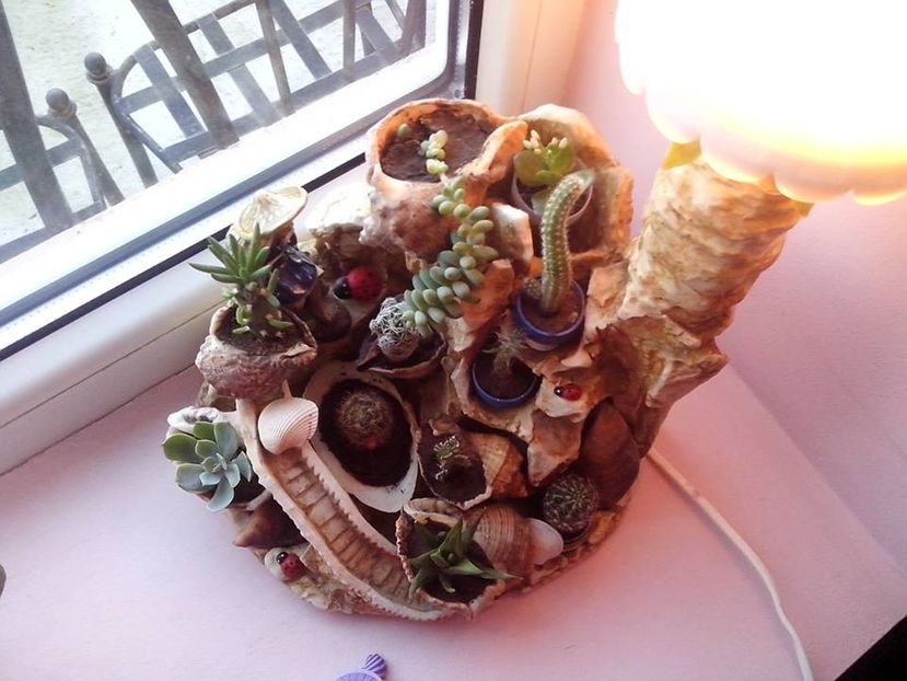 Terrarium - Aranjamente cu flori