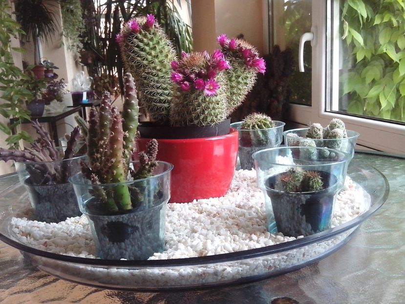 Cactusi... - Aranjamente cu flori