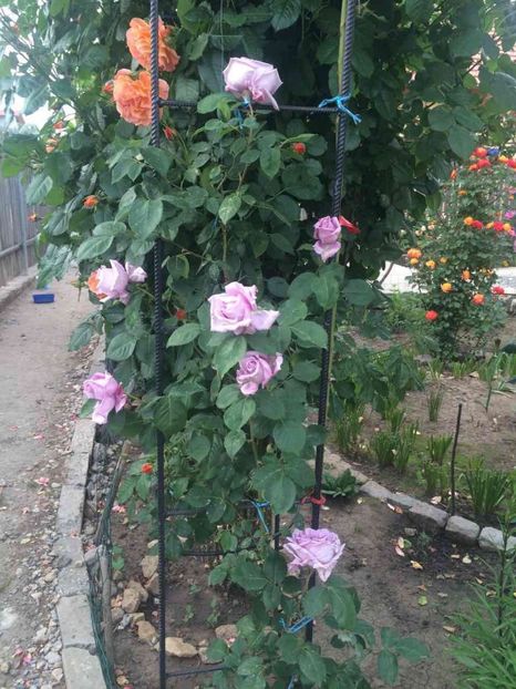  - Trandafiri plantati pe 15 01 2015 poze reale nu copiate