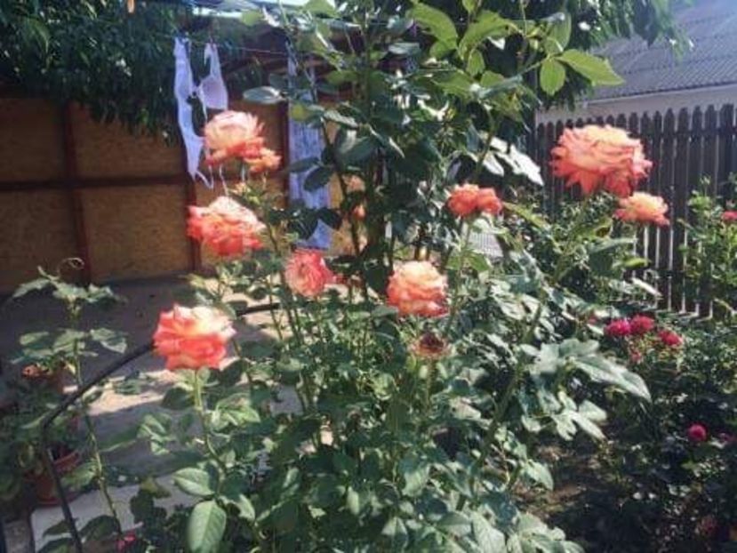  - Trandafiri plantati pe 15 01 2015 poze reale nu copiate
