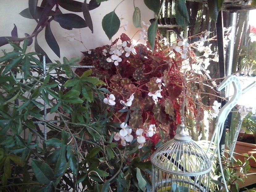Passiflora ,BegoniaBoweri - Diverse flori