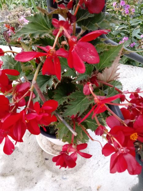 Begonia - Diverse flori