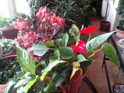 BegoniaSemperflorens,Anthurium - Diverse flori