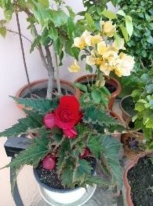 Begonia rosie ,Bougainvillea Galbena - Diverse flori