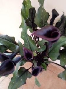 Zantedeschia-Cala - Diverse flori