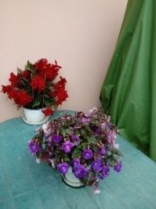 Begonia rosie ,Achimenes - Diverse flori